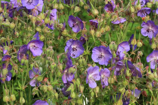Wild Geranium flower in early morning sun