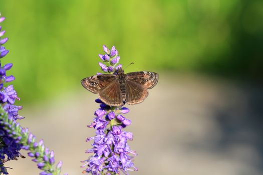 wild indigo duskywing butterfly warming in morning sun