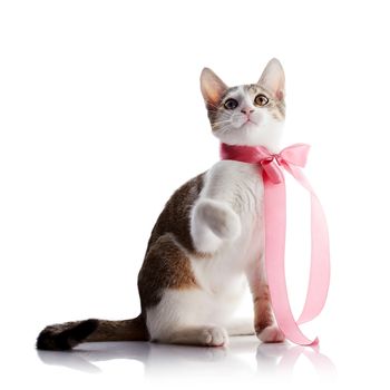 The kitten with a pink tape. Multi-colored small kitten. Kitten on a white background. Small predator. Small cat.