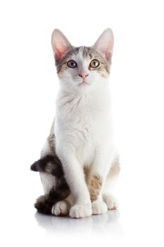 Multi-colored small kitten. Kitten on a white background. Small predator. Small cat.