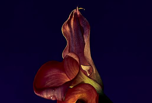 Calla Lily 0110. A purple Calla Lily on a dark background.