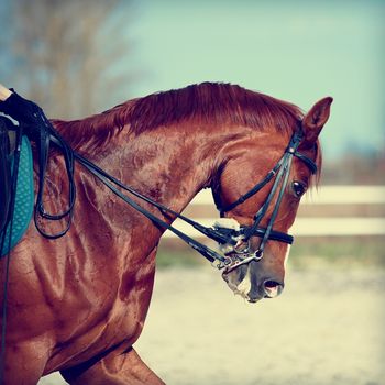 Brown stallion. Portrait of a sports red horse. Riding on a horse. Thoroughbred horse. Beautiful horse.