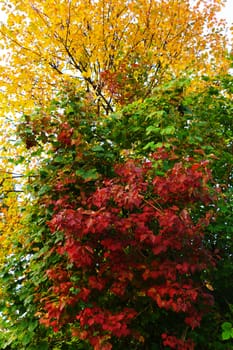 colorful leafs on a tree