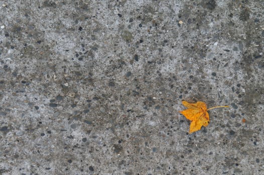 first autumn leaf on a concrete
