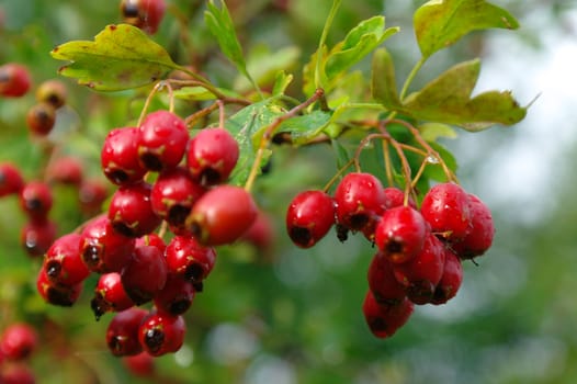 hawthorn on a branch