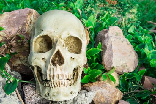 human skull on the rocks in the garden at the backyard