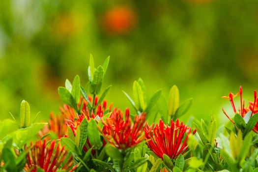 Red flower Ixora and leaf in garden