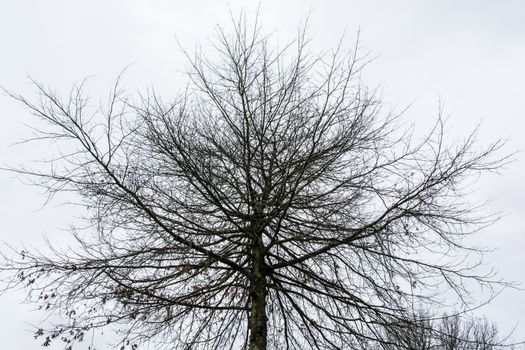 the beautiful silhouette tree on the white background ideal for any purpose