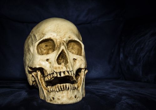 the gorgeous still life human skull on the blue background