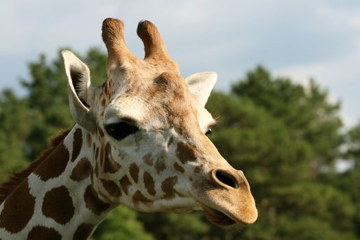 Giraffe in the Safari Park