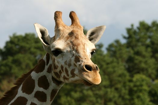 Giraffe in the Safari Park