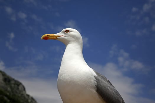 The big seagull on seacoast