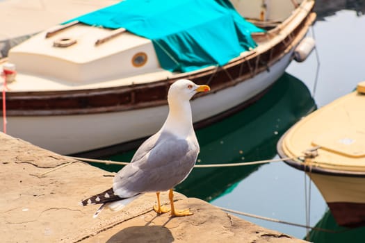 View of yellow-legged gull in the Trieste pier