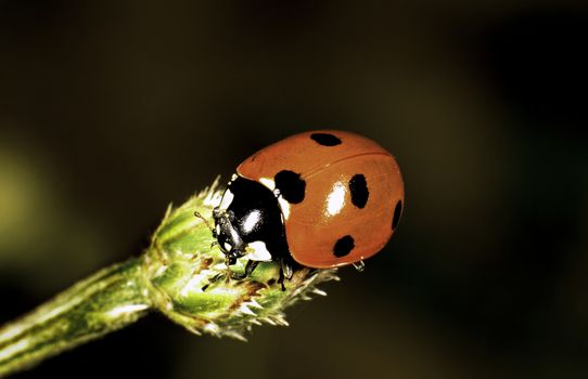 Ladybug on a flower bud