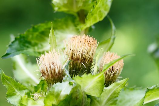 green thistle after flowering with shallow focus natural background