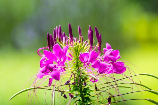 pink flower in garden,shallow focus