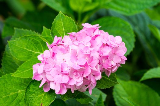 pink hydenyia flower,shallow focus