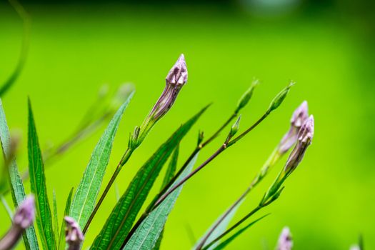 small purple flower,shallow focus