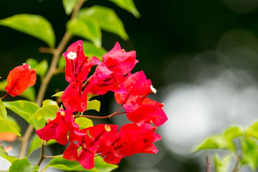 red flower in garden,shallow focus