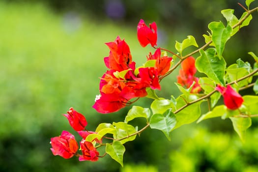 red flower in garden,shallow focus