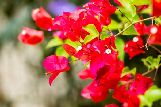 red flower in garden,shallow focus