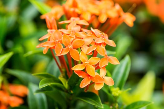 orange flower in garden,shallow focus
