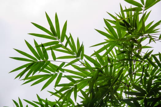 bamboo leaf on white background