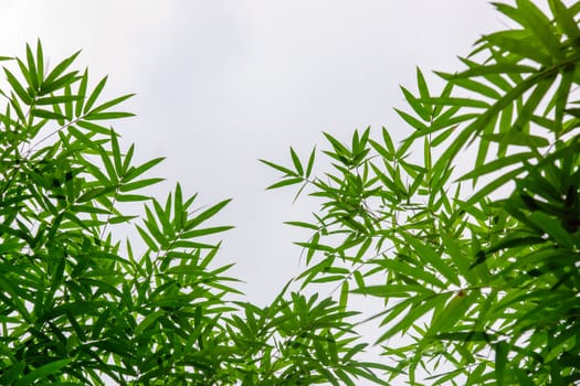 bamboo leaf on white background