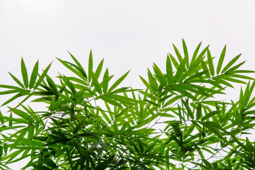 bamboo leaf on white background