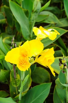 yellow flower in garden,shallow focus