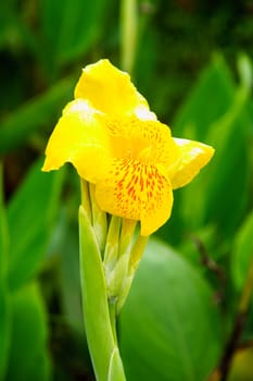 yellow flower in garden,shallow focus