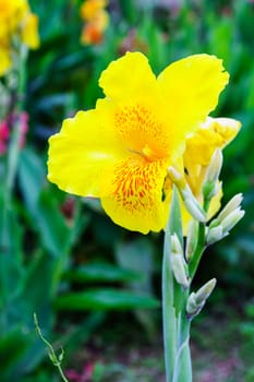 yellow flower in garden,shallow focus