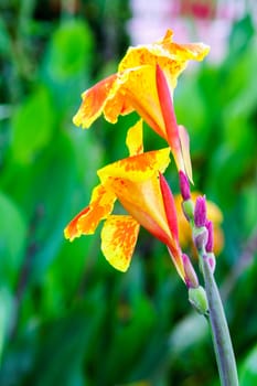 orange flower in garden,shallow focus