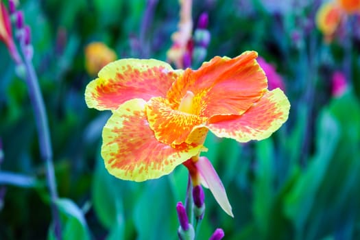 orange flower in garden,shallow focus