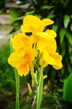 yellow flower in garden,shallow focus