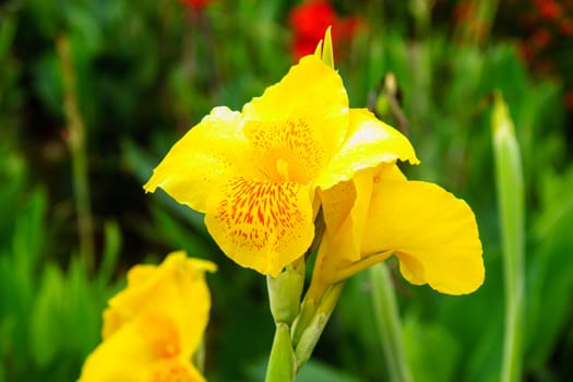 yellow flower in garden,shallow focus