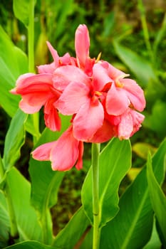 pink flower in garden,shallow focus