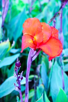 red flower in garden,shallow focus