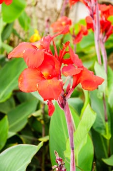 red flower in garden,shallow focus