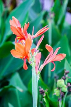 orange flower in garden,shallow focus