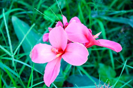 pink flower in garden,shallow focus