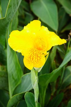 yellow flower in garden,shallow focus