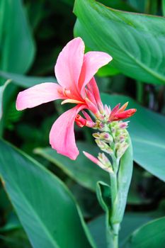 pink flower in garden,shallow focus