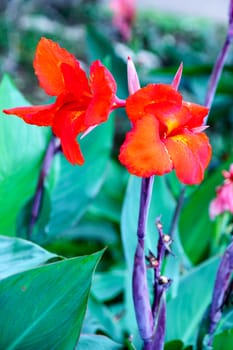 red flower in garden,shallow focus