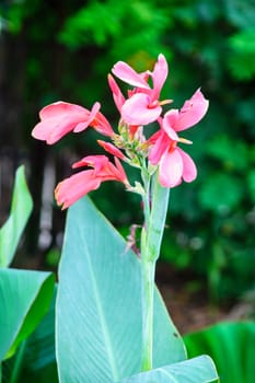 pink flower in garden,shallow focus