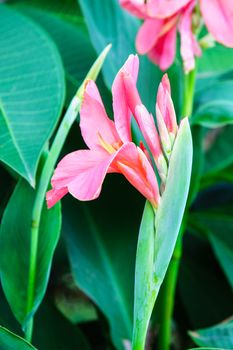 pink flower in garden,shallow focus