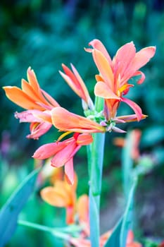 orange flower in garden,shallow focus