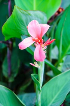 pink flower in garden,shallow focus