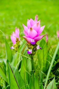 pin siam tulip flower,shallow focus