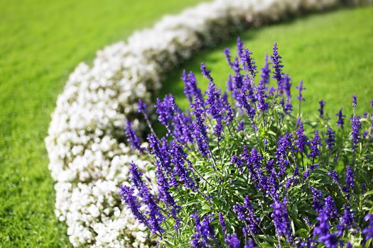 Beautiful flower garden background in Vienna city